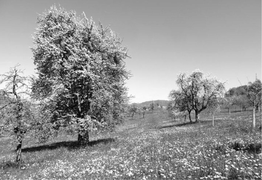 hochstammer-rotenbirben