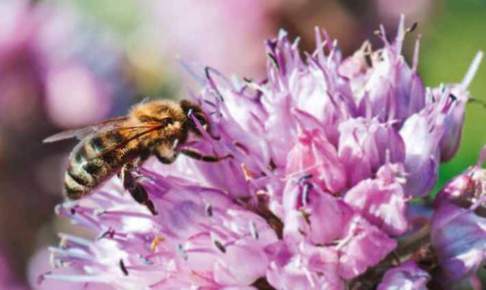 Bienen: Wir engagieren&nbsp;uns