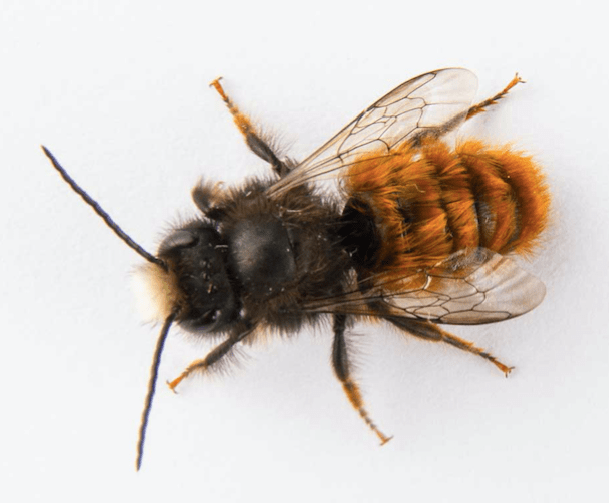 Eigene Wildbienen auf deinem&nbsp;Balkon