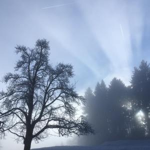 Sonenstrahlen im Nebel