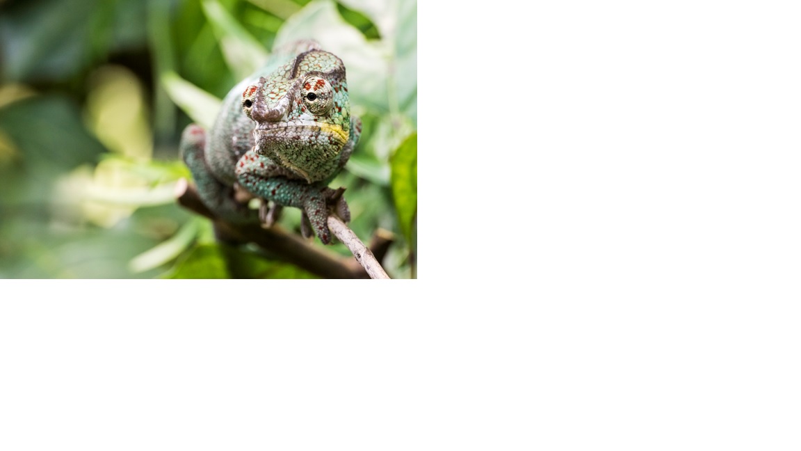 Die Freunde Masoalas: Essen in der Masoala Halle&nbsp;gefällig?