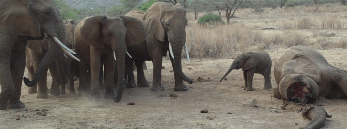 Jetzt haben wir die Möglichkeit, dem internationalen Elfenbeinhandel Einhalt zu&nbsp;gebieten