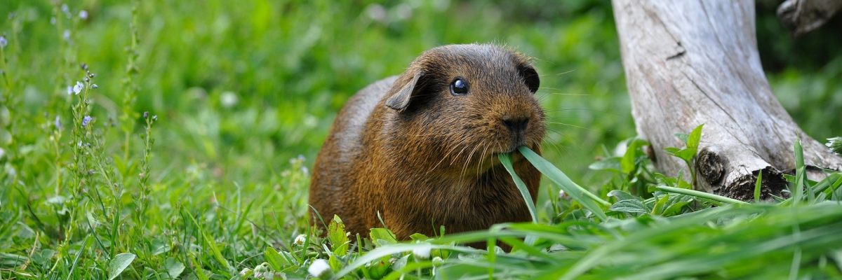 Der Hilfe-ein-Veganer-sitzt-mit-am-Tisch-Guide