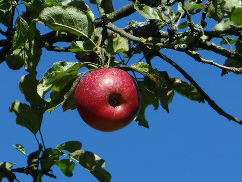 Die Rotenbirben startet ihr Eventjahr&nbsp;2019
